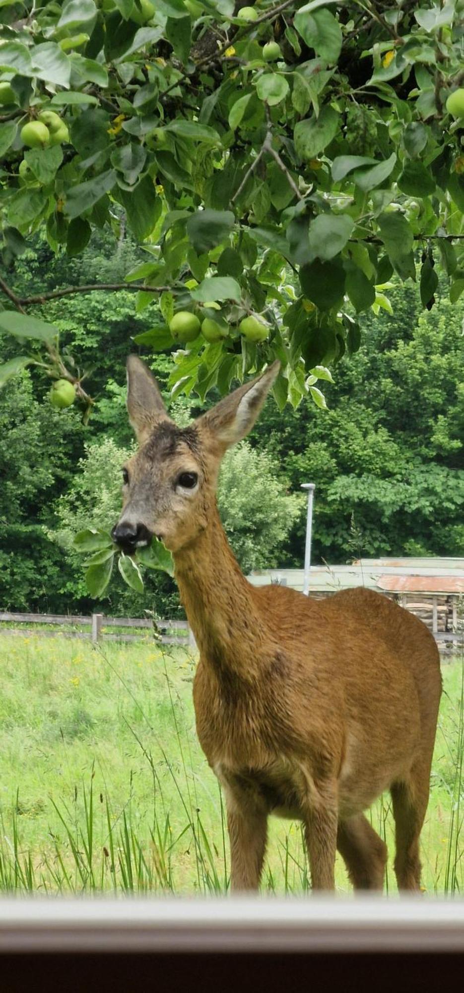Ferienwohnung Springl Schönau am Königssee Eksteriør billede